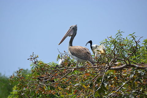 The Spot-billed pelican  Pelecanus philippensis,Spot-billed pelican