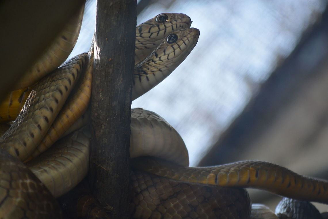 The Oriental ratsnake  Oriental ratsnake,Ptyas mucosa