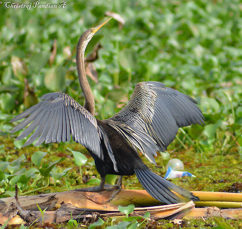 Snake Bird / Anhinga Shot in Kumarakom, Kerala Anhinga,Anhinga anhinga,Black darter,Sympetrum danae