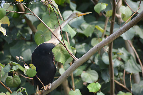 Snake Bird / Anhinga Shot in Kumarakom, Kerala Anhinga,Anhinga anhinga