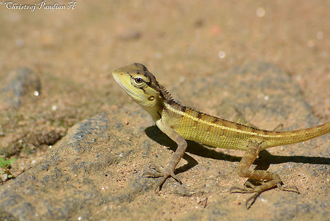 Lizard  Calotes versicolor,Oriental Garden Lizard or Changeable Lizard