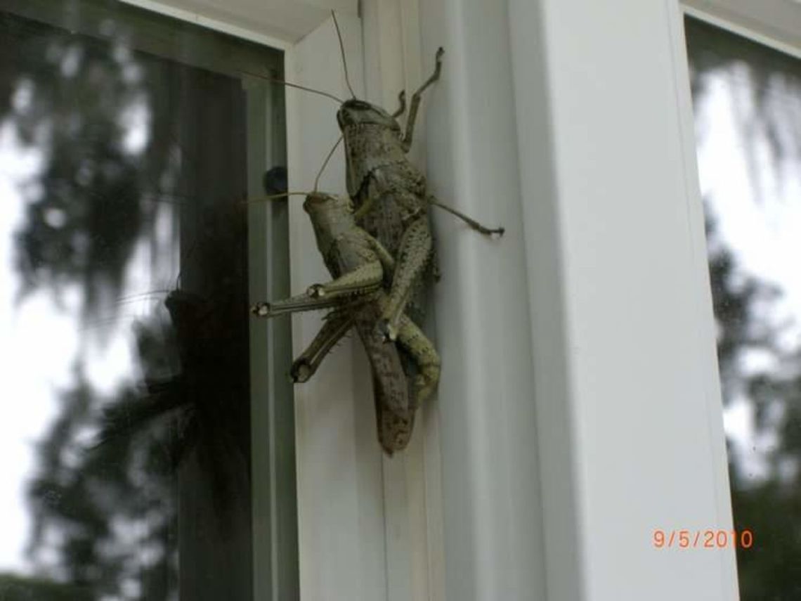 Mating Grasshoppers