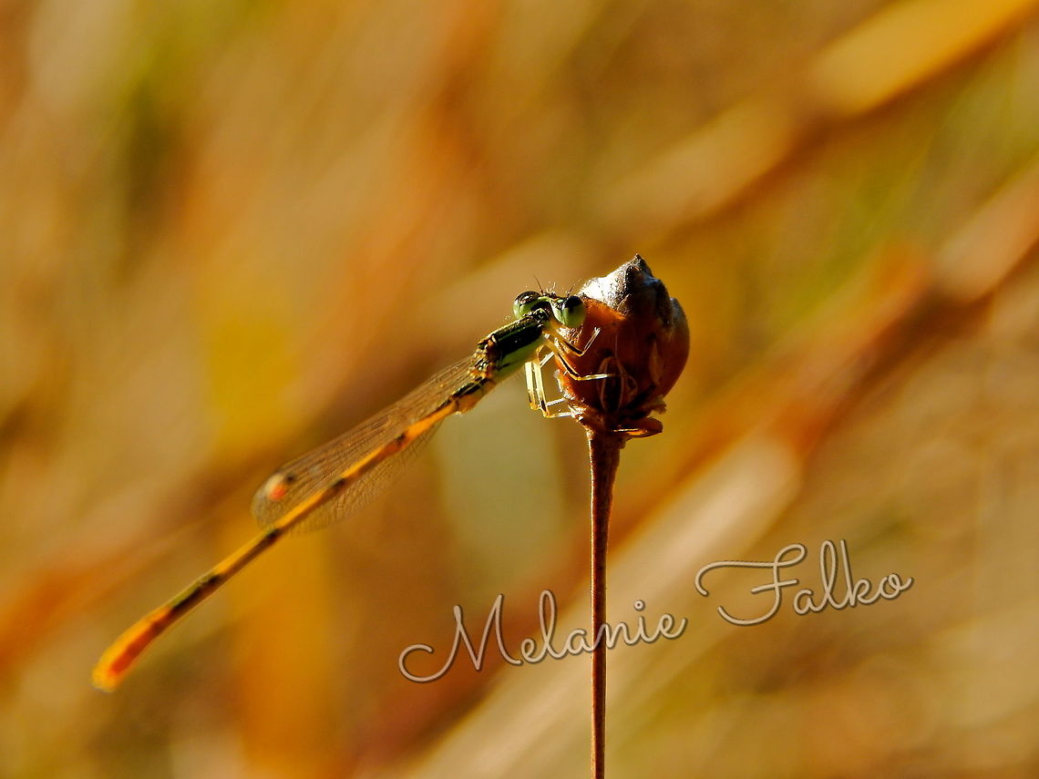 Damsefly in evening sunlight The evening sun was my inspiration for this image. I was taking an evening stroll near my house when this little guy caught my eye. I do not know what species of dragonfly this is.  Citrine forktail,Damsefly,Geotagged,Ischnura hastata,Sunset,United States,Winter,bokeh,evening,green,sun