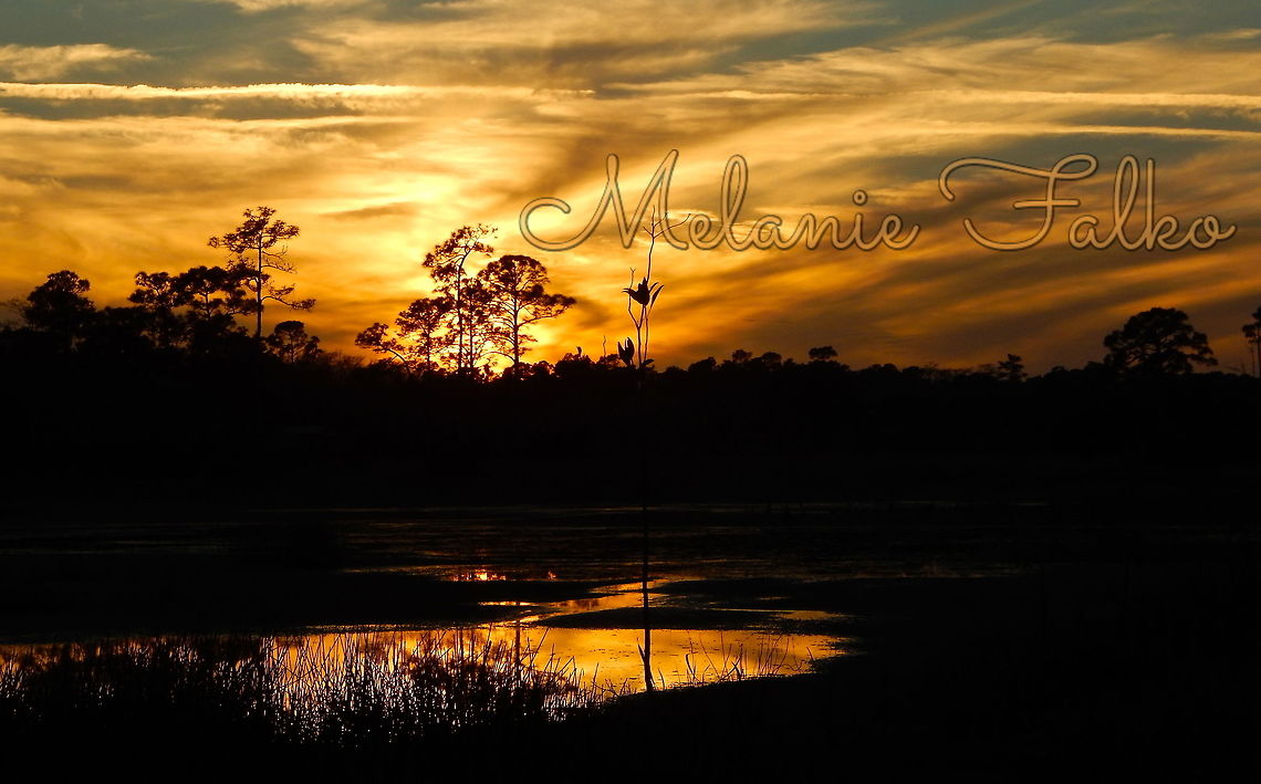 Sunset in the farms &#039;The Farms&#039; is what locals call our community of Jupiter Farms. The evening sun reflects along the watering hole allowing me to capture the brilliant silhouette of the landcape.  Forest,Geotagged,Pinus elliottii,Sunset,United States,Winter,evening,farm,landscape,silhouette
