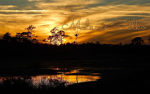 Sunset in the farms 'The Farms' is what locals call our community of Jupiter Farms. The evening sun reflects along the watering hole allowing me to capture the brilliant silhouette of the landcape.  Forest,Geotagged,Pinus elliottii,Sunset,United States,Winter,evening,farm,landscape,silhouette