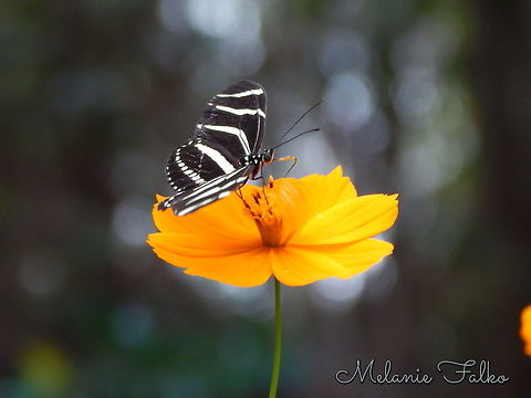 The Connection A zebra longwing butterfly pollinates the wildflowers in my garden. The connection between these two species is my inspiration.  Geotagged,Heliconius charithonia,United States,Wildflowers,Winter,Zebra Longwing,butterfly,connection,pollinate
