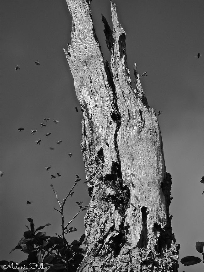 Bees and the Tree of Tears A sand live oak houses busy bees. Known as the 'Tree of Tears', this oak is a living witness to the Battles of the Loxahatchee, January 1838.  Geotagged,Quercus geminata,Sand live oak,United States,Winter,bee hive,bees,loxahatchee