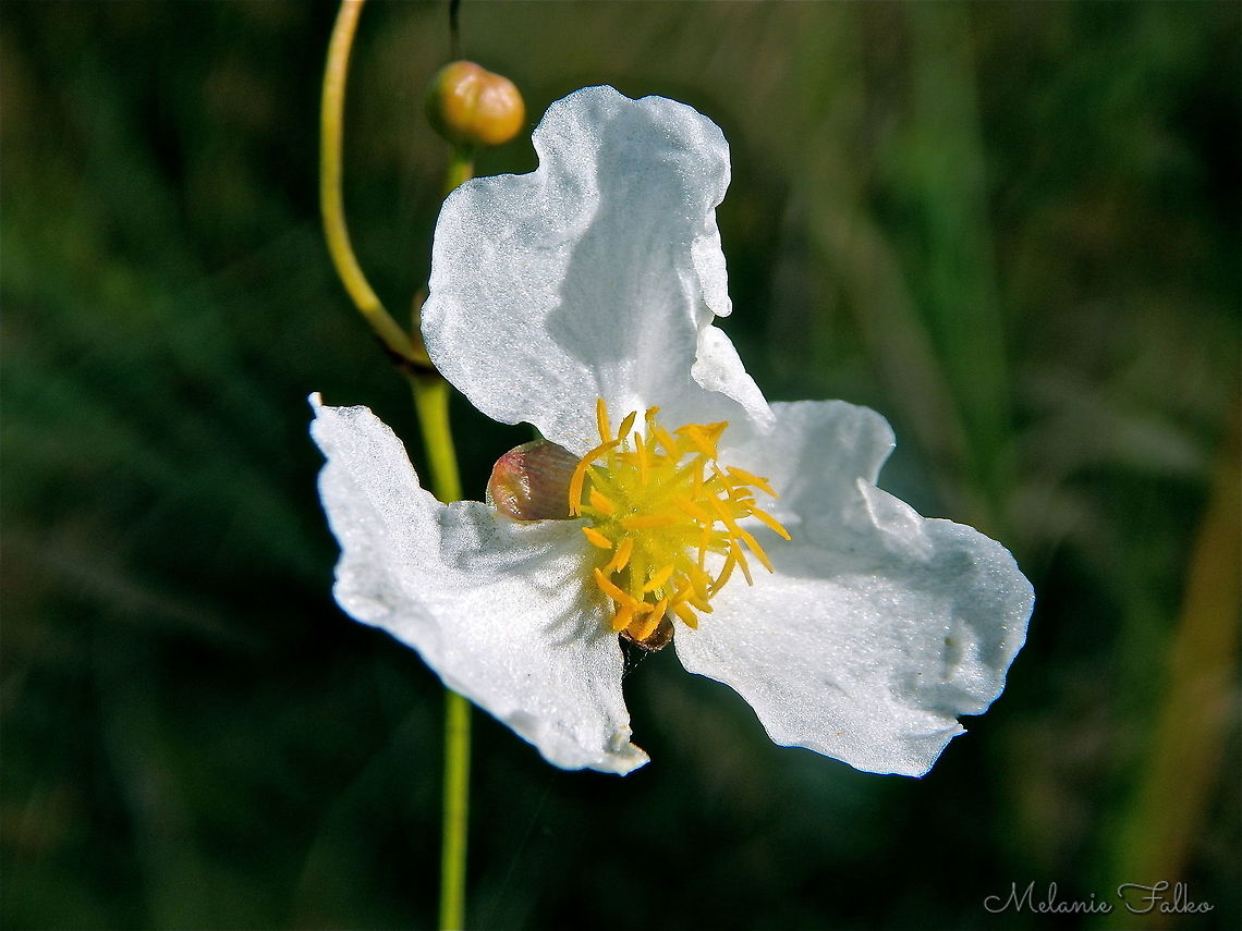 Survivor of the storm Lance leaved arrowhead taking in sun the morning after a heavy rainstorm.  Geotagged,Sagittaria lancifolia,United States,Winter,duck potato,lance leaved arrowhead,sagittaria lancifolia,swamp flower