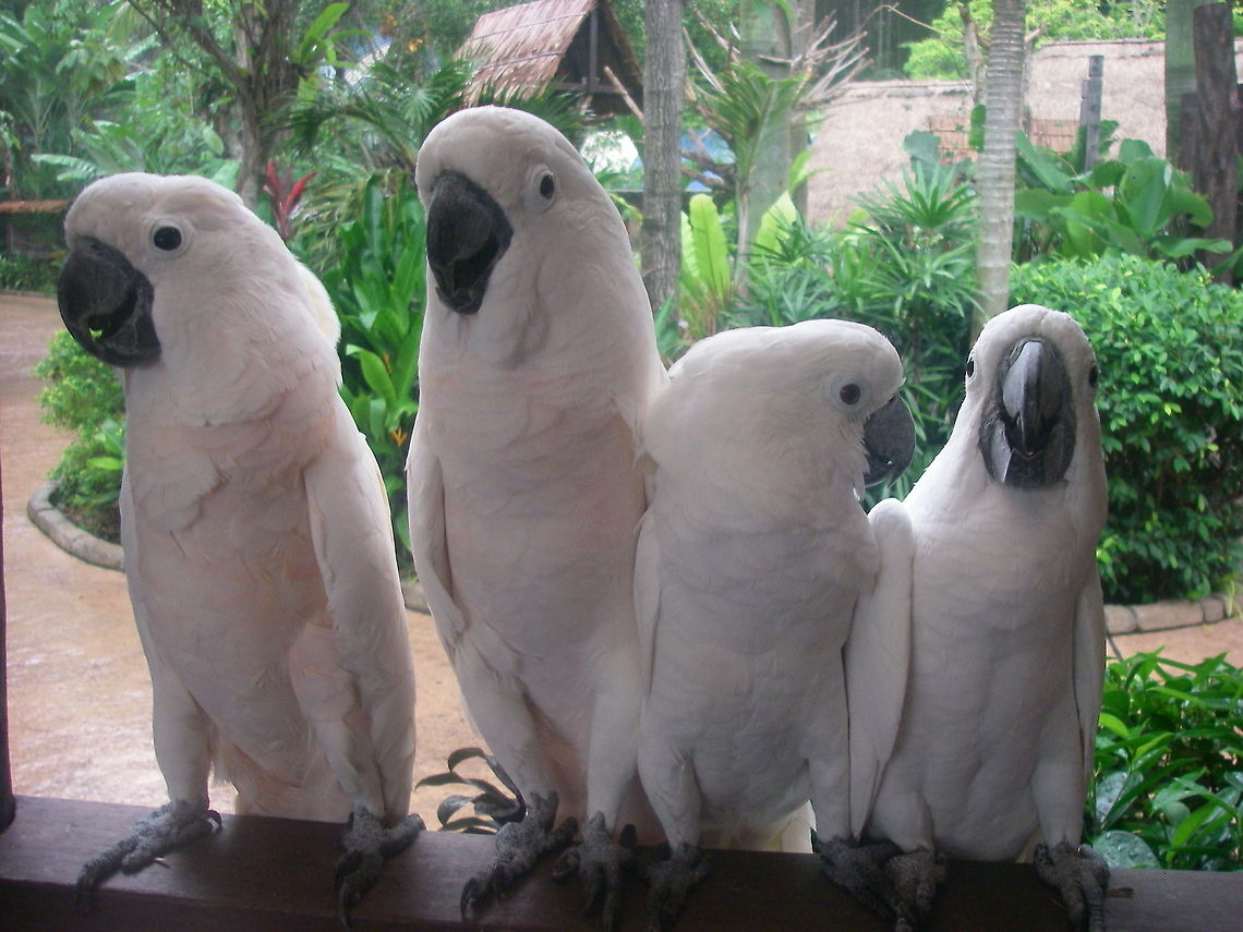 Talking Parrots A jolly grouping of four white parrots. Cacatua alba,Parrots,White Cockatoo