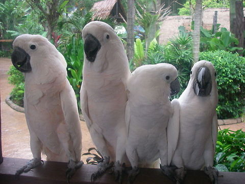 Talking Parrots A jolly grouping of four white parrots. Cacatua alba,Parrots,White Cockatoo