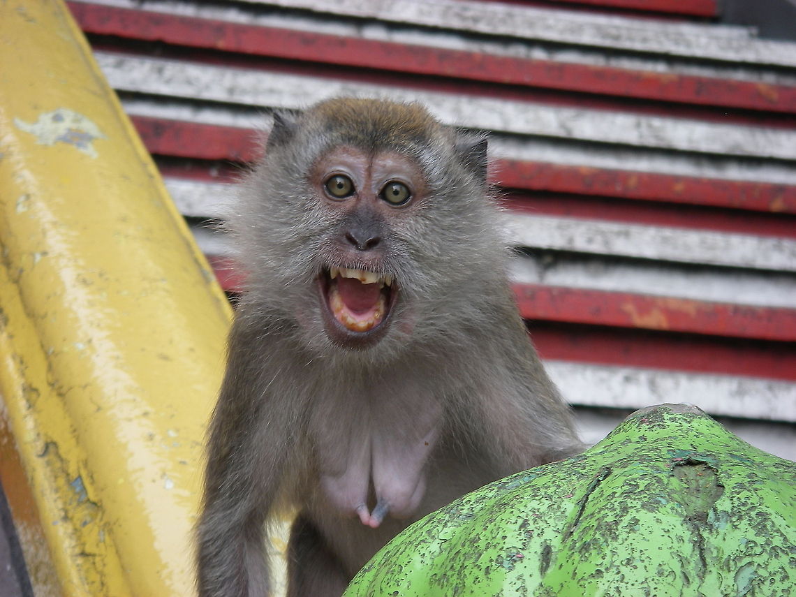 Manic Monkey Malaysian Monkey Crab-eating macaque,Macaca fascicularis,Mammalia,Monkeys