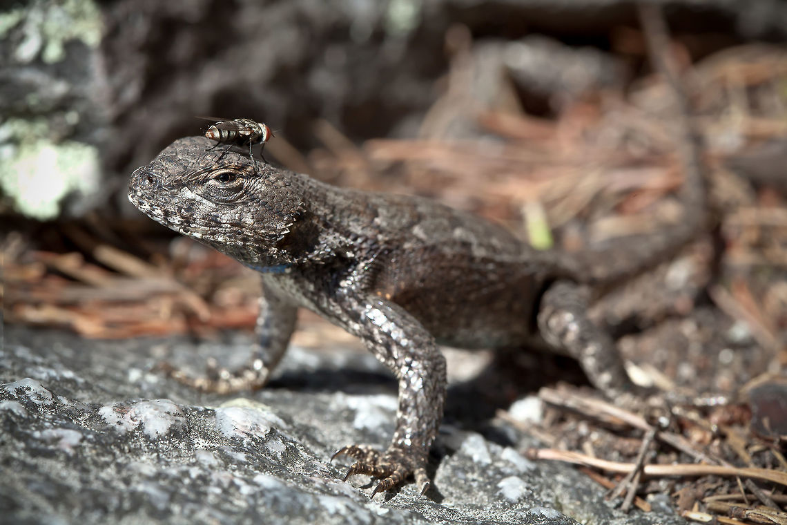 An Unlikely Friend While photographing a lizard in Northern Alabama at Cheaha State Park a fly landed on his head for a brief moment...that moment led to this photo. Eastern fence lizard,Sceloporus undulatus,canon,fly,lizard,macro,nature,small