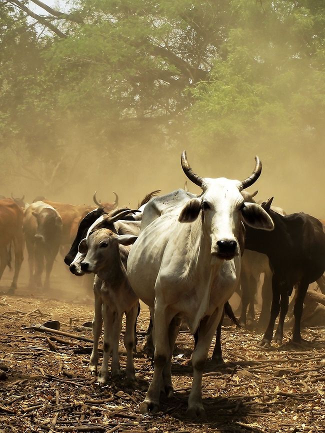 Oxen A group of oxen in Nicaragua gathering back to their pen after a day of work. Bos primigenius taurus,Cattle,Geotagged,Nicaragua,Spring,oxen