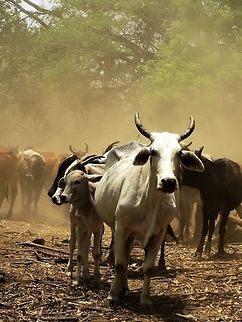 Oxen A group of oxen in Nicaragua gathering back to their pen after a day of work. Bos primigenius taurus,Cattle,Geotagged,Nicaragua,Spring,oxen