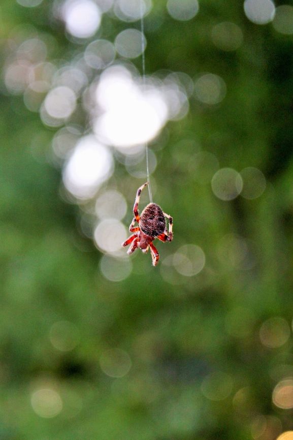 Hanging Spider A spider found hanging from a tree. spider,web