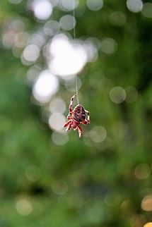 Hanging Spider A spider found hanging from a tree. spider,web