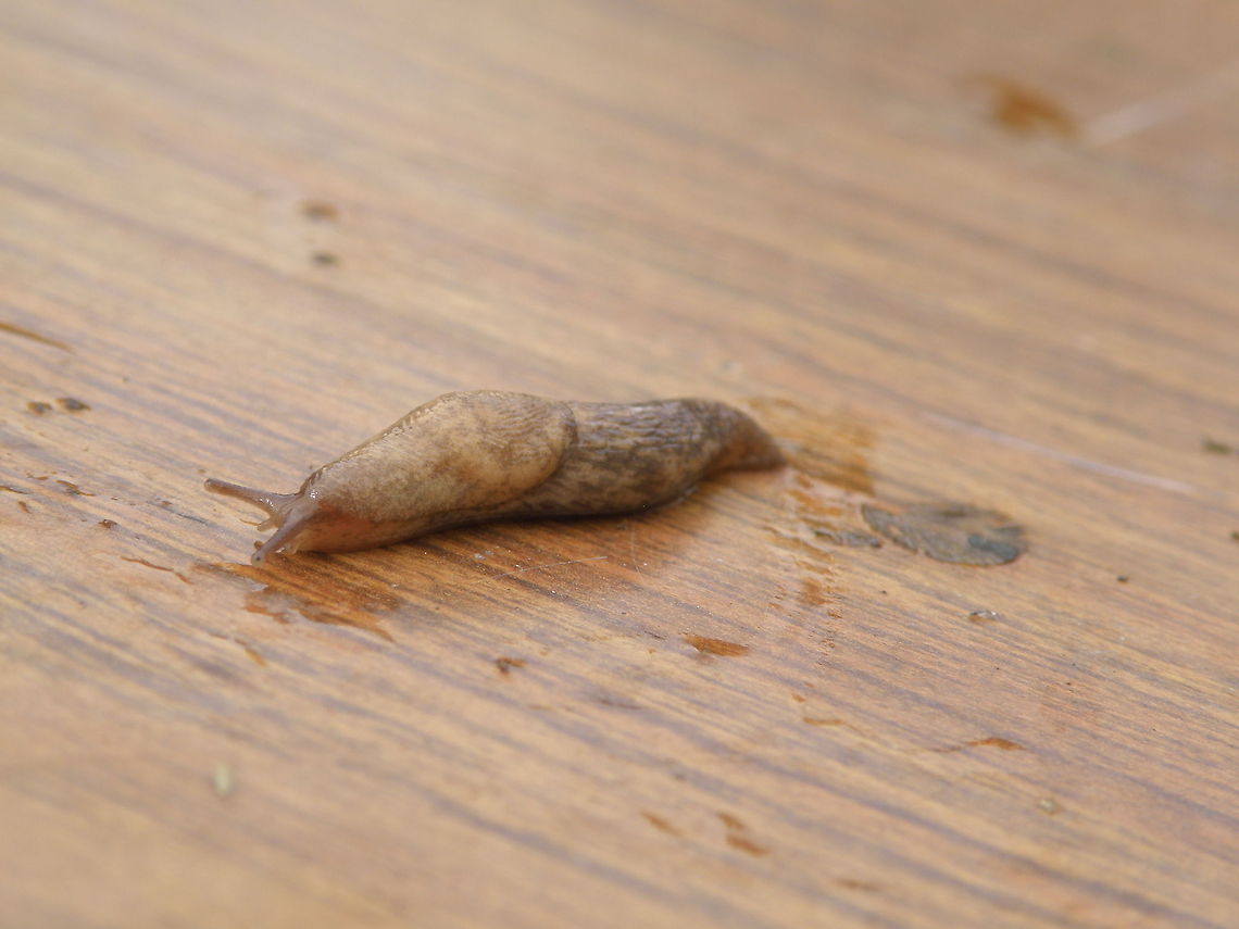 slug crawls Slug crawls Insects,slug