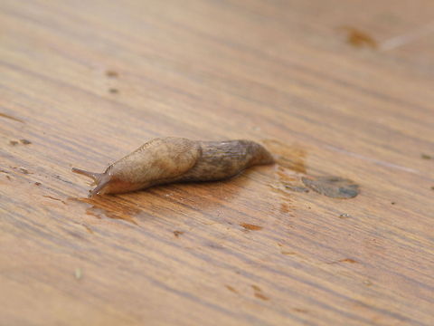 slug crawls Slug crawls Insects,slug