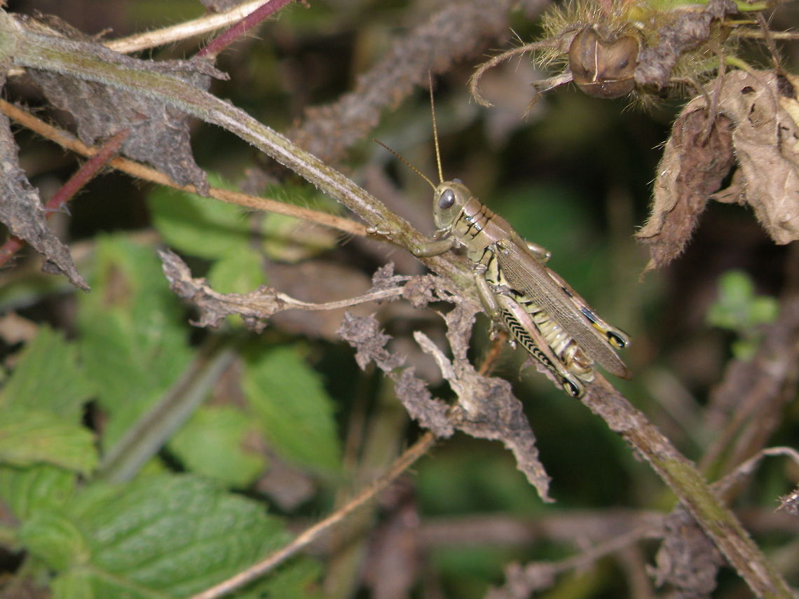 Grasshopper on leaf Grasshopper on leaf Grasshopper,Insects,Macro