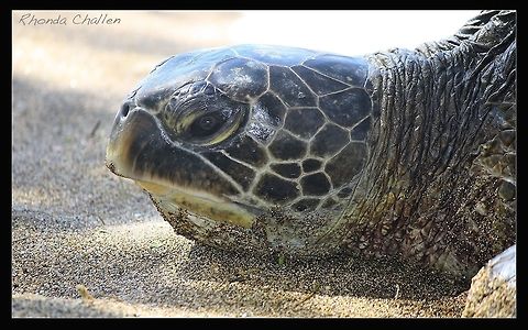 Hawaiian Green Sea Turtle The Hawaiian Green Sea Turtle in the 1960's was once almost gone but now the population is on the rise.  Seen all over the Hawaiian Islands they spend the majority of their time on reefs at depths less than 100'.  They bask on the beaches in the warm sunshine to maintain their body temperature.  Chelonia mydas,Geotagged,Green sea turtle,United States,Winter