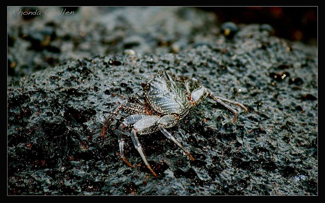 A'ama Crab Also know as the rock crab, this little guy lives on the shoreline in shallow tidal pools and on black lava rocks.  They jump from rock to rock and help keep the shoreline clean.  They are also a food source in Hawaii and they are used as bait.  They can be seen on the black lava rocks in Lahaina, Maui riding the waves! Grapsus tenuicrustatus