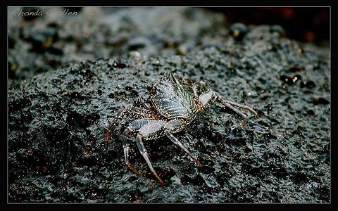 A'ama Crab Also know as the rock crab, this little guy lives on the shoreline in shallow tidal pools and on black lava rocks.  They jump from rock to rock and help keep the shoreline clean.  They are also a food source in Hawaii and they are used as bait.  They can be seen on the black lava rocks in Lahaina, Maui riding the waves! Grapsus tenuicrustatus