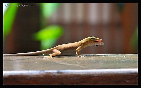 Cuban Gecko having lunch This little guy has almost transparent skin and is super skinny!  He was just finishing his lunch when I saw him.  I am not sure what his species is but if someone can identify him please let me know! Cuba,Cuban,Fall,Gecko,Geotagged