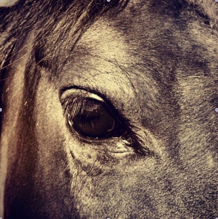 One Eye This photo was taken just outside Calgary, Alberta.  This guy came right over to us while we were walking.  He was a gentle giant!  My son's love of horses is reflected in this photo... Canada,Domestic horse,Equus ferus caballus,Geotagged