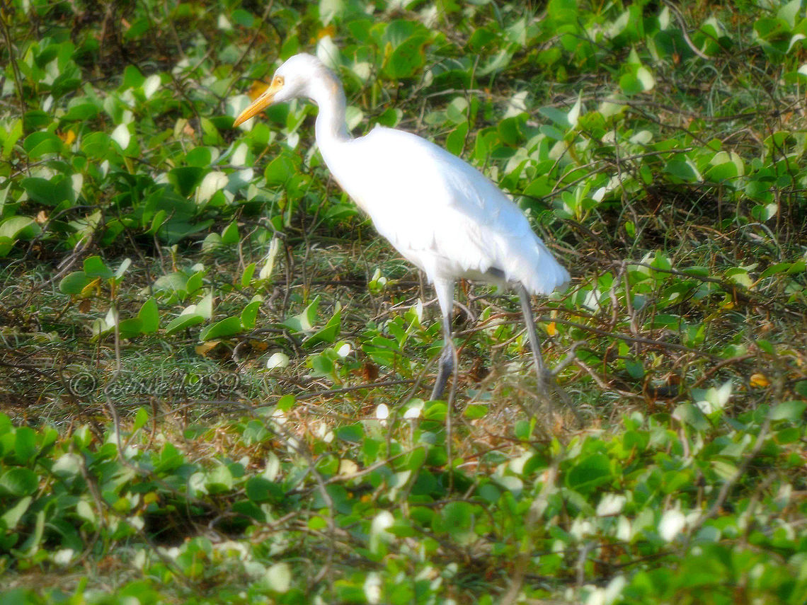 The focus of a Crane This pic captures a crane on the move  and in search of something. Crane