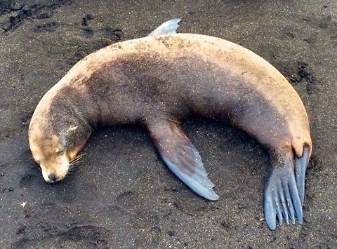 Crescent Nap Sea lion pup resting on the beach while he waits for his mother to return with the catch of the day. 
 Ecuador,Galápagos Islands,Galápagos sea lion,Geotagged,Summer,Zalophus wollebaeki