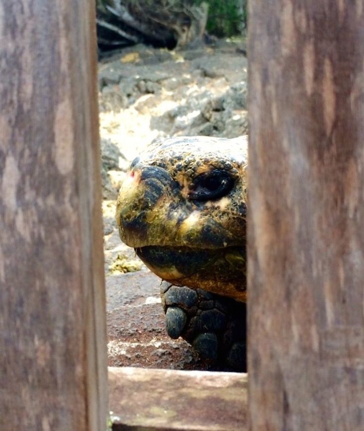 Old Eyes A female giant Galapagos sea tortoise peering out through the wooden gate at the Darwin Research and Conservation center.   Chelonoidis nigra,Ecuador,Galápagos Islands,Galápagos tortoise,Galápagos tortoises,Geotagged,Summer,nigra