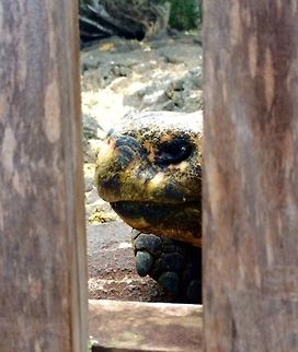 Old Eyes A female giant Galapagos sea tortoise peering out through the wooden gate at the Darwin Research and Conservation center.   Chelonoidis nigra,Ecuador,Galápagos Islands,Galápagos tortoise,Galápagos tortoises,Geotagged,Summer,nigra