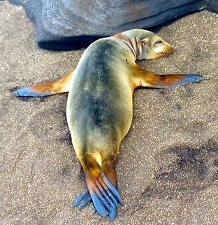 Sandy Dreams Sea lion pup taking an afternoon nap on a sandy cross  Ecuador,Gal&aacute;pagos Islands,Gal&aacute;pagos sea lion,Geotagged,Summer,Zalophus wollebaeki