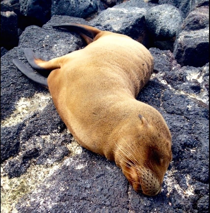 Galápagos sea lion resting While on an early morning hike we came across this peaceful sea lion pup resting on the rocky shore.   Ecuador,Galápagos Islands,Galápagos sea lion,Geotagged,Summer,Zalophus wollebaeki