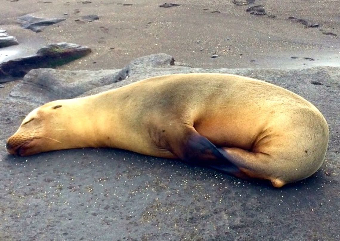 Motherly Nap Female sea lion taking a nap on the sandy shore after a morning full of fishing for her family.  Ecuador,Galápagos Islands,Galápagos sea lion,Geotagged,Summer,Zalophus wollebaeki