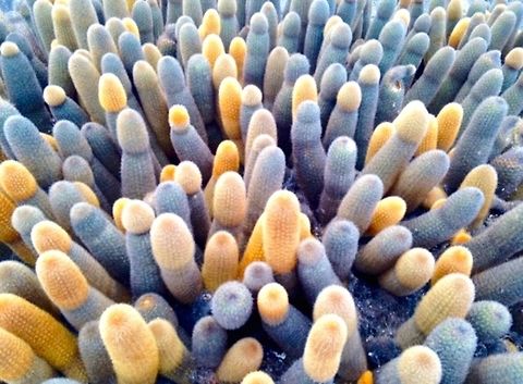 Lava cactus