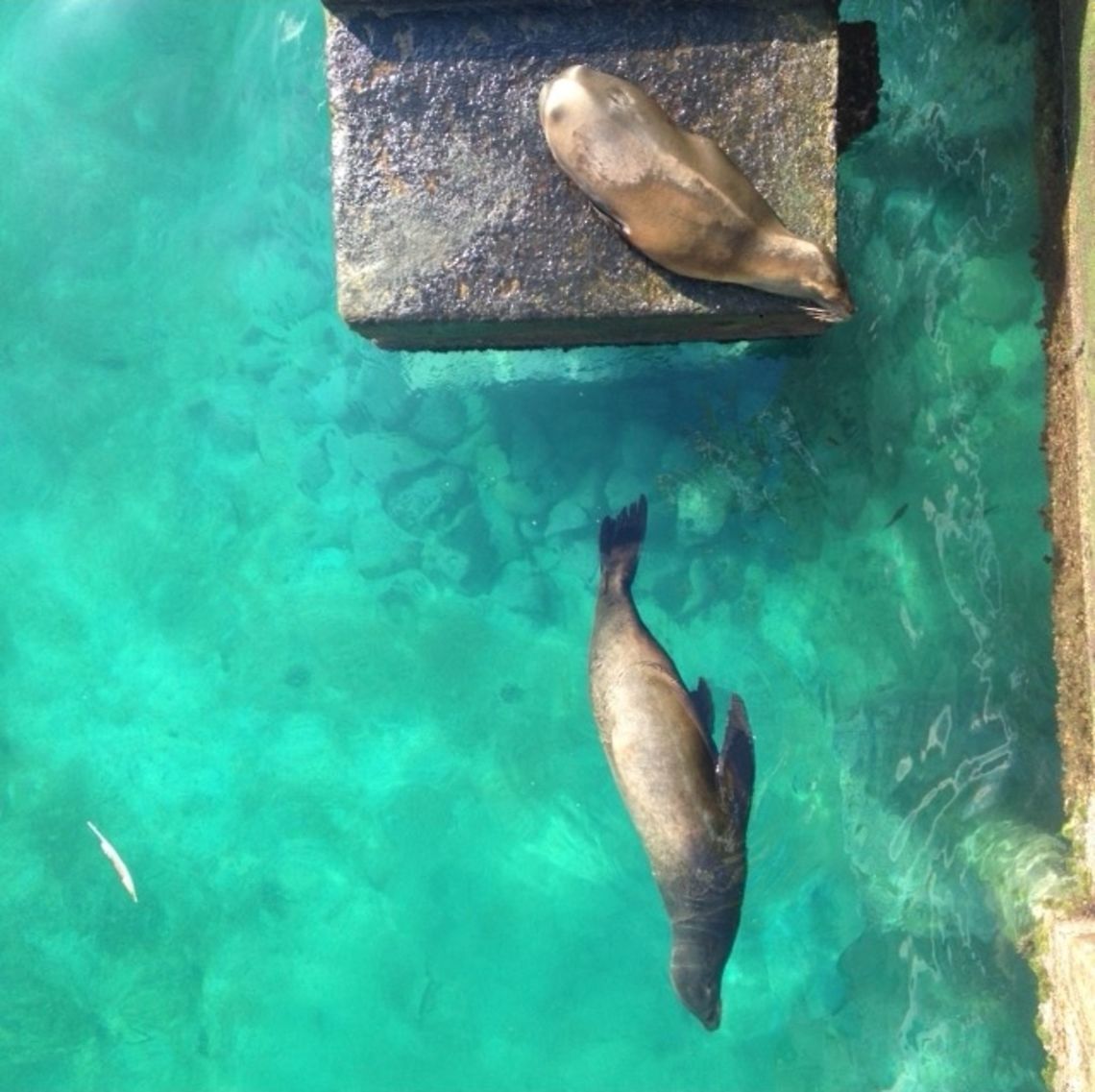 Morning Dip Taken early in the morning on a small island in the Galapagos.  To the locals dismay, sea lions have taken over this small town.  These two were spotted getting ready to catch breakfast.   Galápagos Islands,Galápagos sea lion,Zalophus wollebaeki