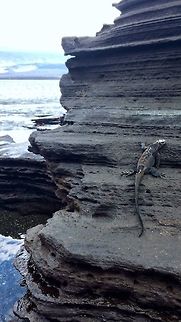 Galapagos land iguana  Conolophus subcristatus,Galapagos land iguana,Galápagos Islands