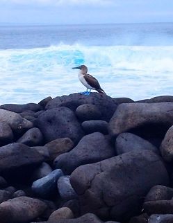 Blue On Blue  Blue-footed Booby,Ecuador,Gal&aacute;pagos Islands,Geotagged,Sula nebouxii,Summer