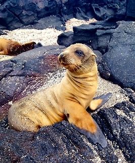 When's Breakfast? A sea lion pup resting on the rocky shoreline eagerly waits for his mother to return from the ocean.   Ecuador,Galápagos Islands,Galápagos sea lion,Geotagged,Summer,Zalophus wollebaeki
