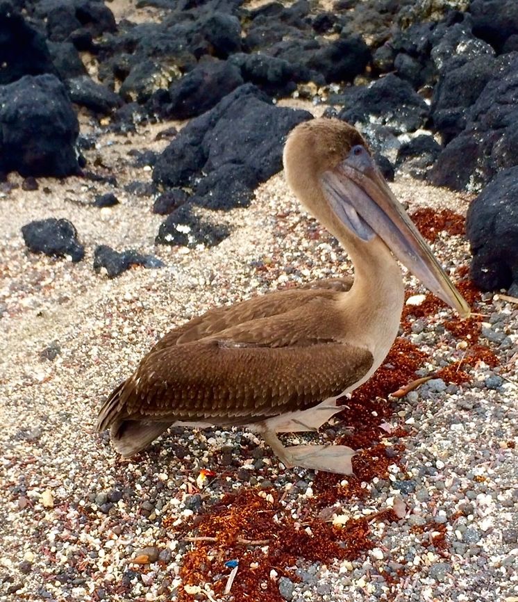 Taking A Break A pelican takes a momentary break on the beach after a morning full of diving for fish.   Brown pelican,Ecuador,Gal&aacute;pagos Islands,Geotagged,Pelecanus occidentalis,Summer