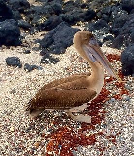 Taking A Break A pelican takes a momentary break on the beach after a morning full of diving for fish.   Brown pelican,Ecuador,Galápagos Islands,Geotagged,Pelecanus occidentalis,Summer