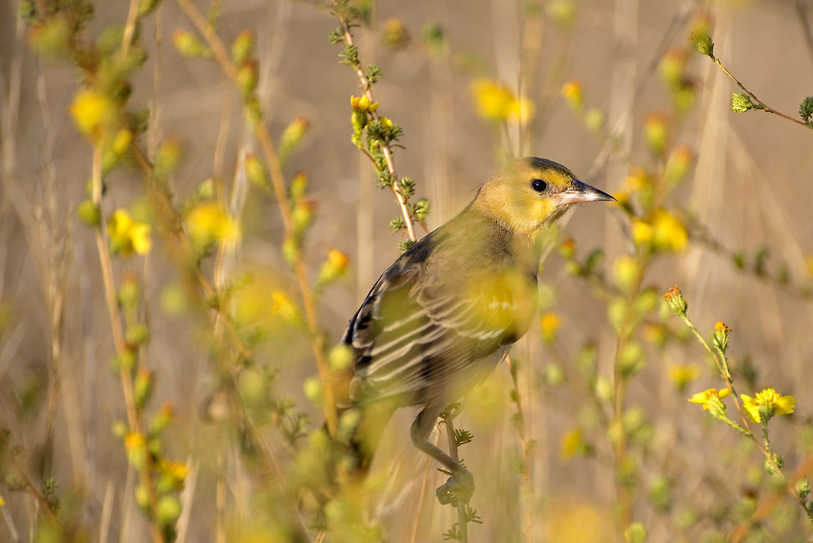 Female Bullock's Oriole, Southern California A Female Bullock&#039;s Oriole hunts for insects in the chaparral of Southern California, USA. Bullock's oriole,Geotagged,Icterus bullockii,Summer,United States