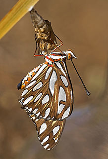 Gulf Fritillary A Gulf Fritillary dries in the morning sun after emerging from its chrysalis. Agraulis vanillae,California,Geotagged,Gulf fritillary,Summer,United States,chrysalis,gold,metamorphosis,orange,white