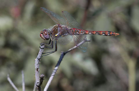 A Variegated Meadowhawk A Variegated Meadowhawk dragonfly perches on a dead twig by a pond. Fall,Geotagged,Sympetrum corruptum,United States,Variegated meadowhawk