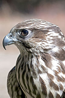 Hawk Eye A species of hawk that I haven't identified yet. Maybe someone can help me out with that. Fall,Geotagged,United States