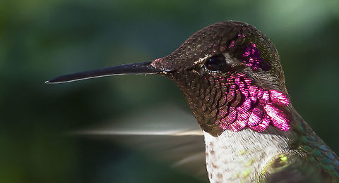 Male Annas Hummingbird Closeup A male Annas Hummingbird hovers in a suburban backyard. Annas hummingbird,Baja California,California,Calypte anna,Geotagged,Southern California,United States,Winter,hover,hummingbird,insect eater,magenta,male,nectar eater,southwest
