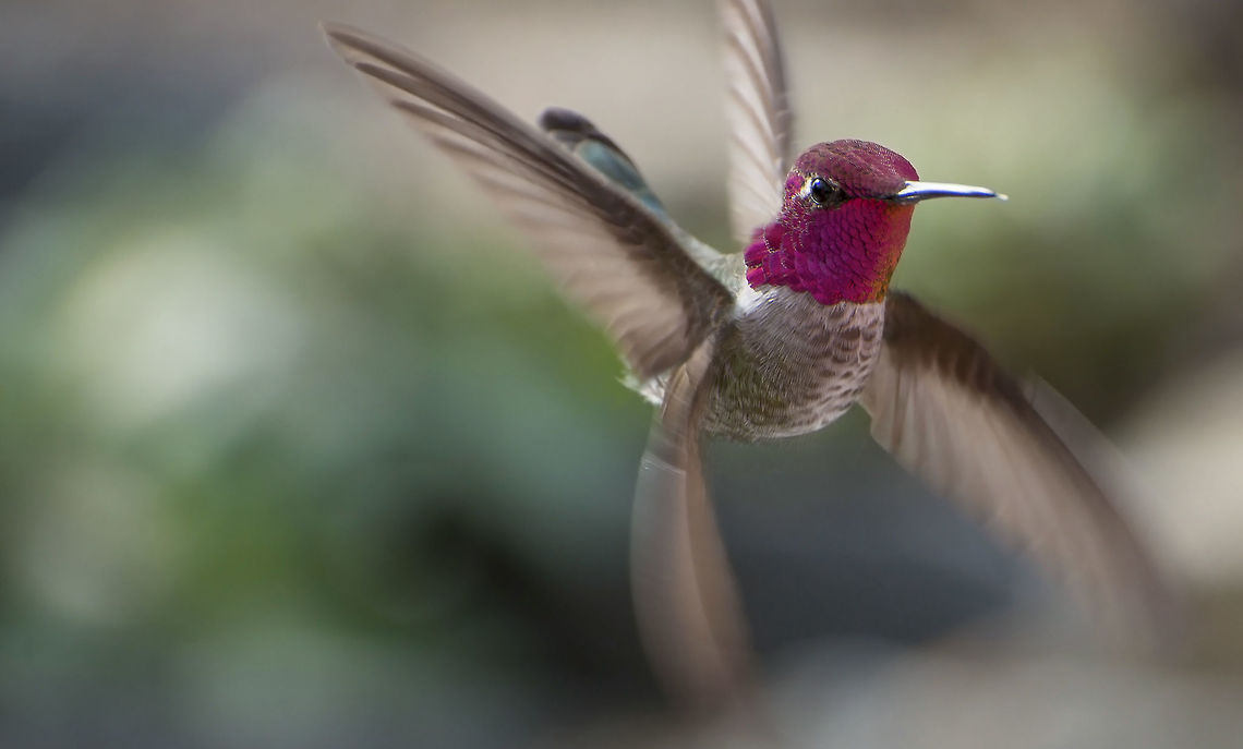 Multi-winged Annas Hummingbird A multiple exposure of a male Annas Hummingbird approaching a feeder. Adaptable,Annas Hummingbird,Annas hummingbird,Arizona,Baja California,Bird,California,Calypte anna,Geotagged,Hummingbird,Mexico,Southern California,United States,Winter,insect eater,nectar eater,southwest