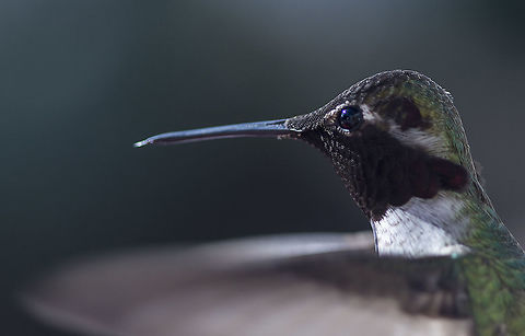 Male Annas Hummingbird A male Annas Hummingbird hovering near a feeder. Adaptable,Annas Hummingbird,Annas hummingbird,Arizona,Baja California,Bird,California,Calypte anna,Geotagged,Hummingbird,Mexico,Southern California,United States,Winter,insect eater,nectar eater,southwest