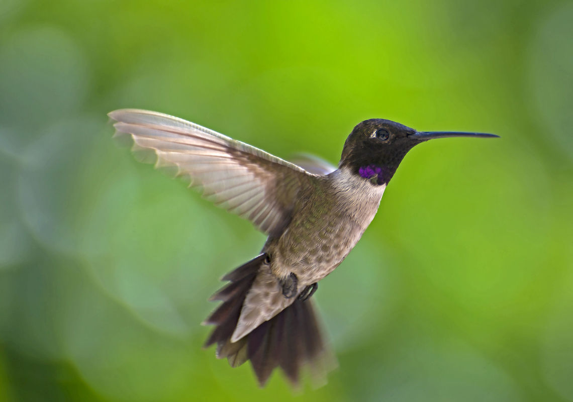 Male Costas Hummingbird A Costas Hummingbird hovers near a suburban feeder on its migration route. Adaptable,Arizona,Baja California,Bird,California,Calypte costae,Costas Hummingbird,Costas hummingbird,Geotagged,Hummingbird,Mexico,Migratory,Seasonal,Southern California,Spring,United States,insect eater,nectar eater,southwest